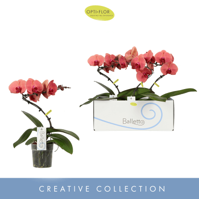 Composition d’orchidées Phalaenopsis pour accueil professionnel